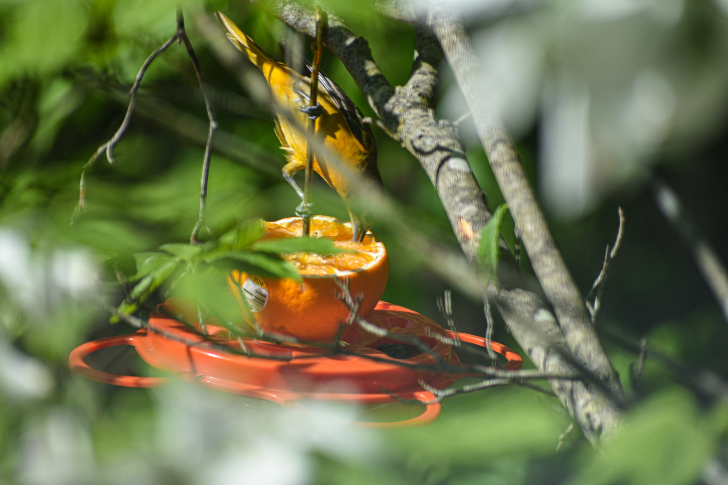 Exploring Birds Attracting birds with Fruit